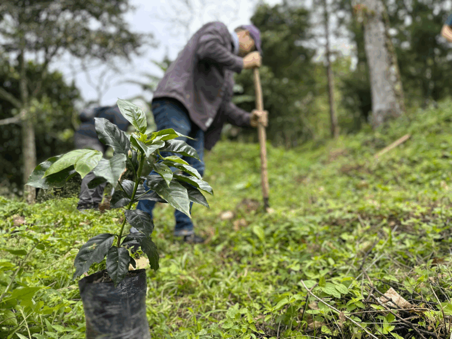 Kaffeplanta redo att planteras på sluttande odlingsfält i Nicaragua
